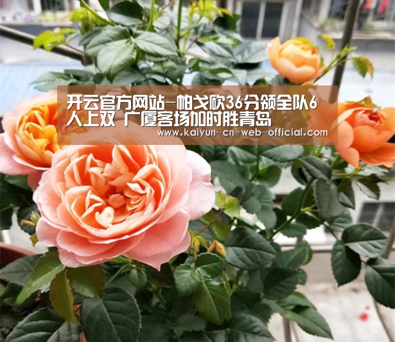 开云体育